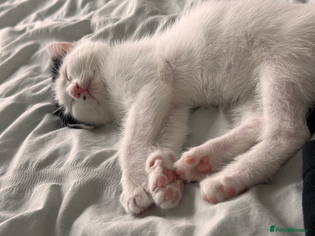 British Shorthair cats for sale: kitten for sale  - Image 4