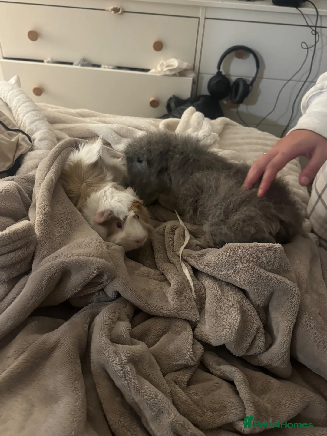 Guinea Pig rodents for sale: 2x bonded male guinea pigs and full enclosure  - Advert 1
