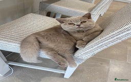 British Shorthair cats for sale: 2 lilac British shorthair cats - Image 9