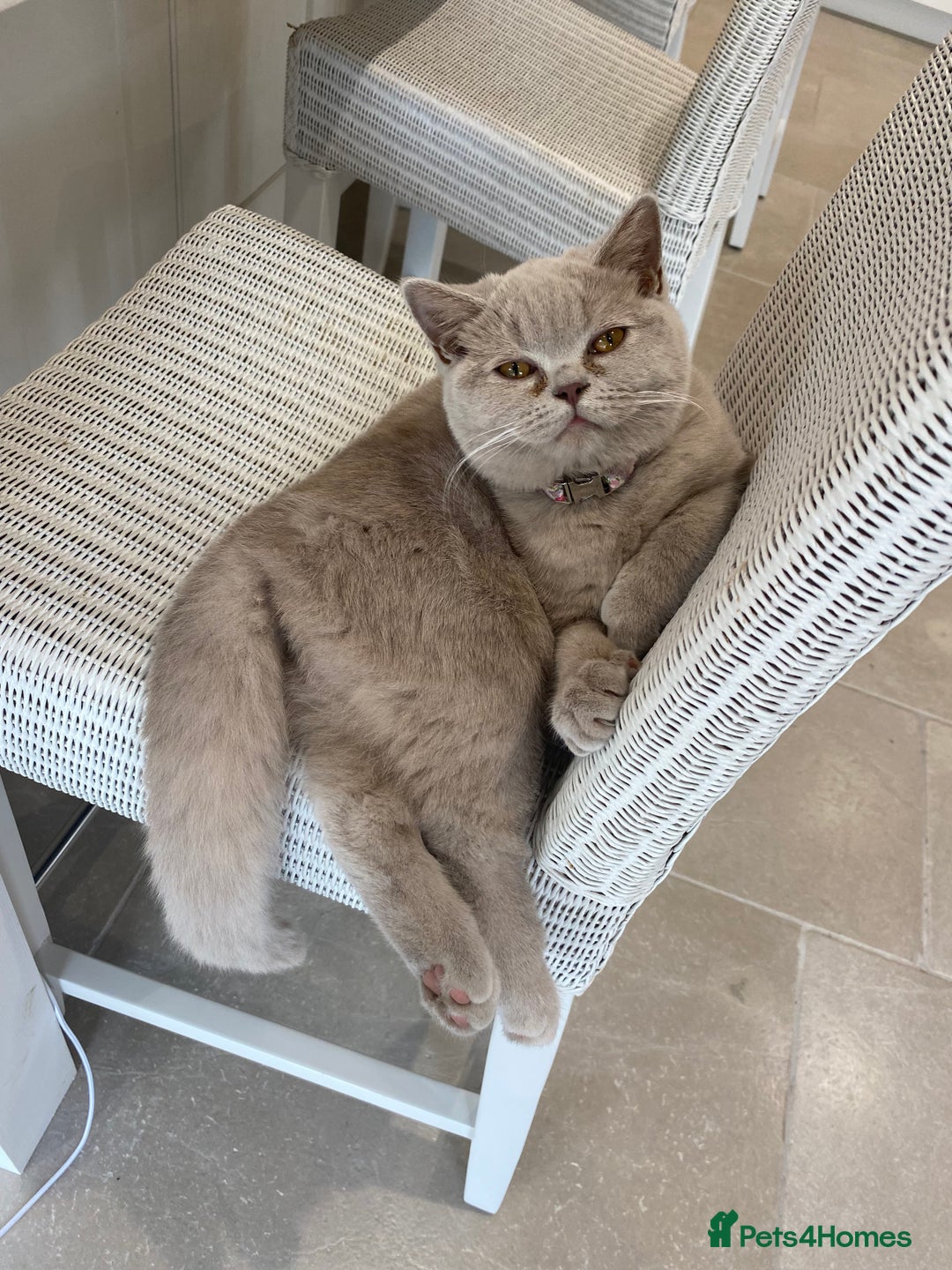 British Shorthair cats for sale: 2 lilac British shorthair cats - Image 9