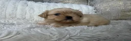 Shih Tzu dogs for sale: Imperial Shih Tzu puppies  in Derby - Advert 15