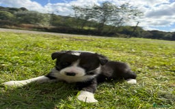 Border Collie dogs for sale: Border collies puppies - Image 8