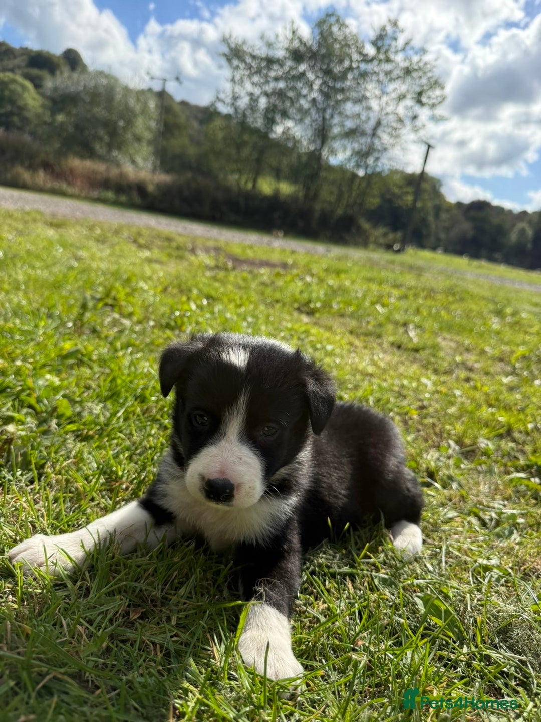 Border Collie dogs for sale: Border collies puppies - Image 8