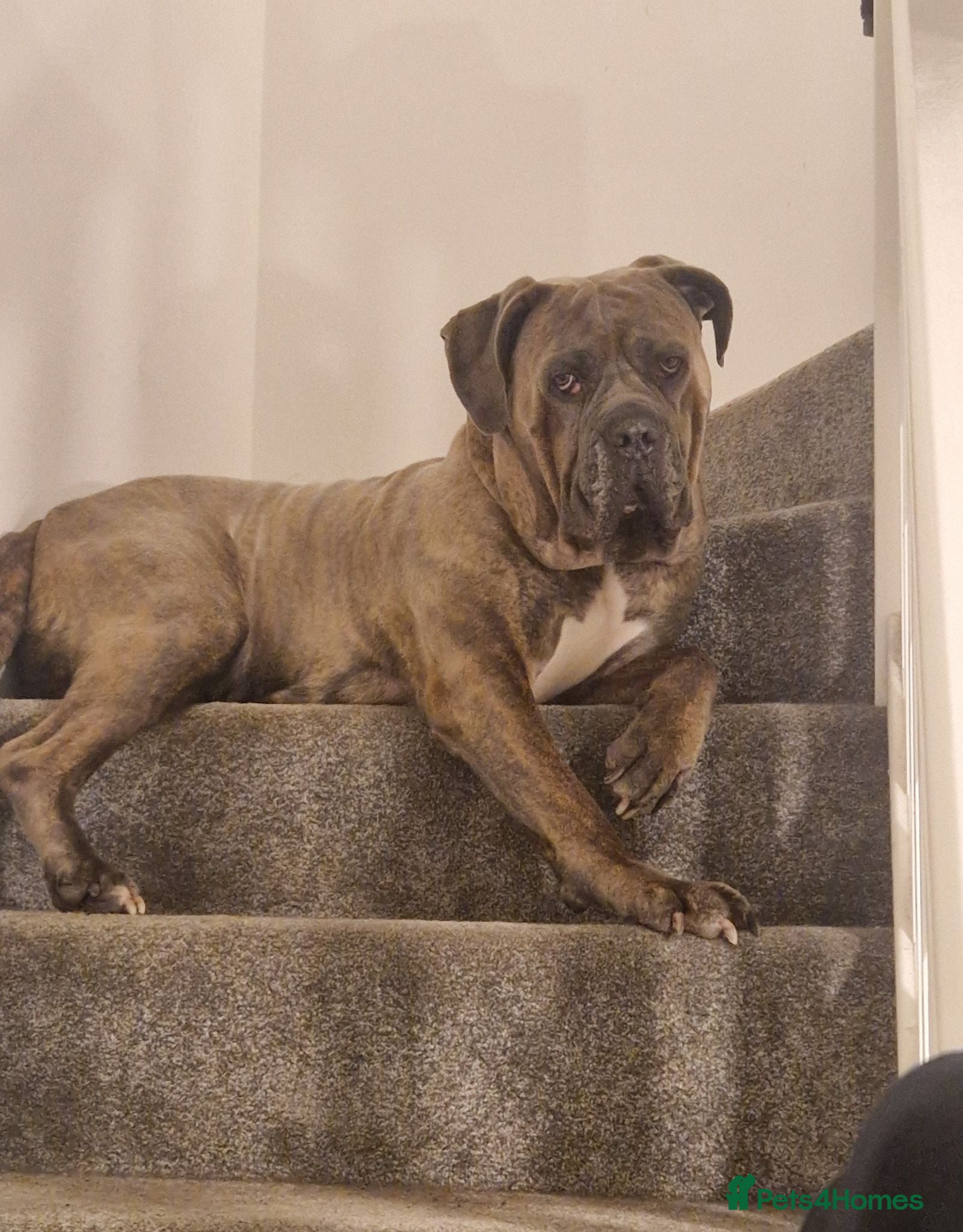 Cane Corso dogs Male corso loki - Advert 1