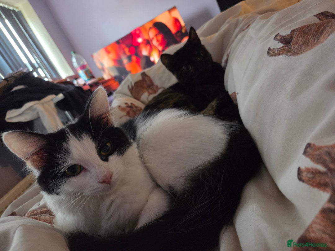 British Longhair cats for sale: Home Wanted for Sibling Cats, Indie & Ingrid - Advert 4