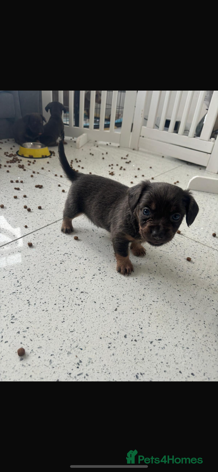 Mixed Breed dogs Mini dachshund cross fluffy frenchie 🩵 - Advert 15