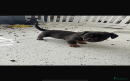 Mixed Breed dogs for sale: French wieners  - Image 1