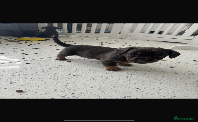 Mixed Breed dogs - Advert 1