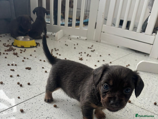 Mixed Breed dogs Mini dachshund cross fluffy frenchie 🩵 - Advert 4