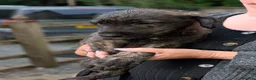 Irish Wolfhound dogs for sale: Irish Wolfhound Puppies  - Advert 4