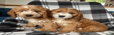 Cockapoo 5
