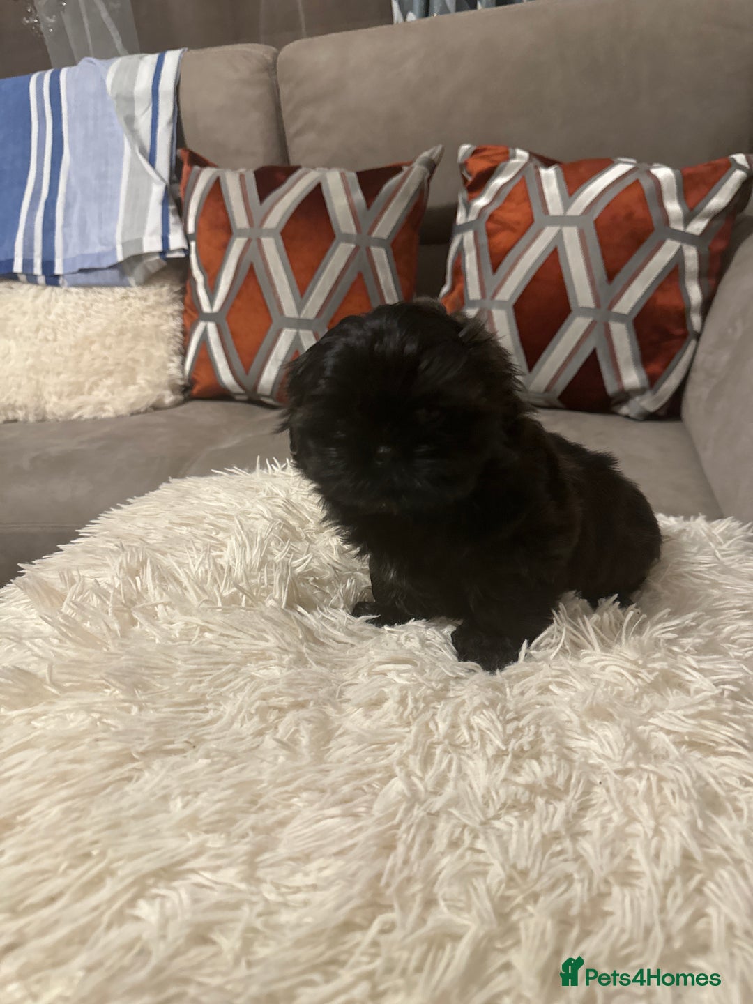 Shih Tzu dogs for sale: Shih Tzu puppies - Advert 10