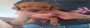 Cocker Spaniel 3 white collar reserved 