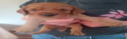 Cocker Spaniel dogs for sale: Working cocker spaniel pup's,sire is ft champion in Stoke-on-Trent - Advert 4