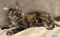 Maine Coon cats for sale: Pure blood Beautiful Maine coon kittens  - Image 5