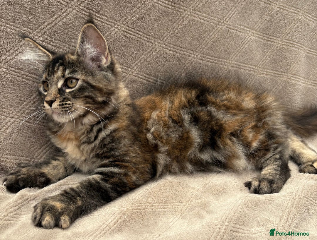 Maine Coon cats for sale: Pure blood Beautiful Maine coon kittens  - Image 5