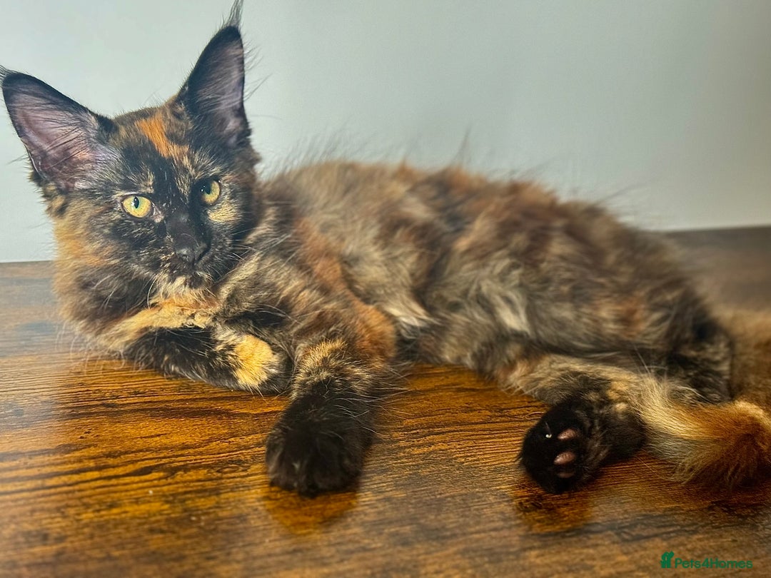 Maine Coon cats for sale: MAINE COON KITTENS READY NOW ❤️❤️ TICA REGISTERED - Image 14