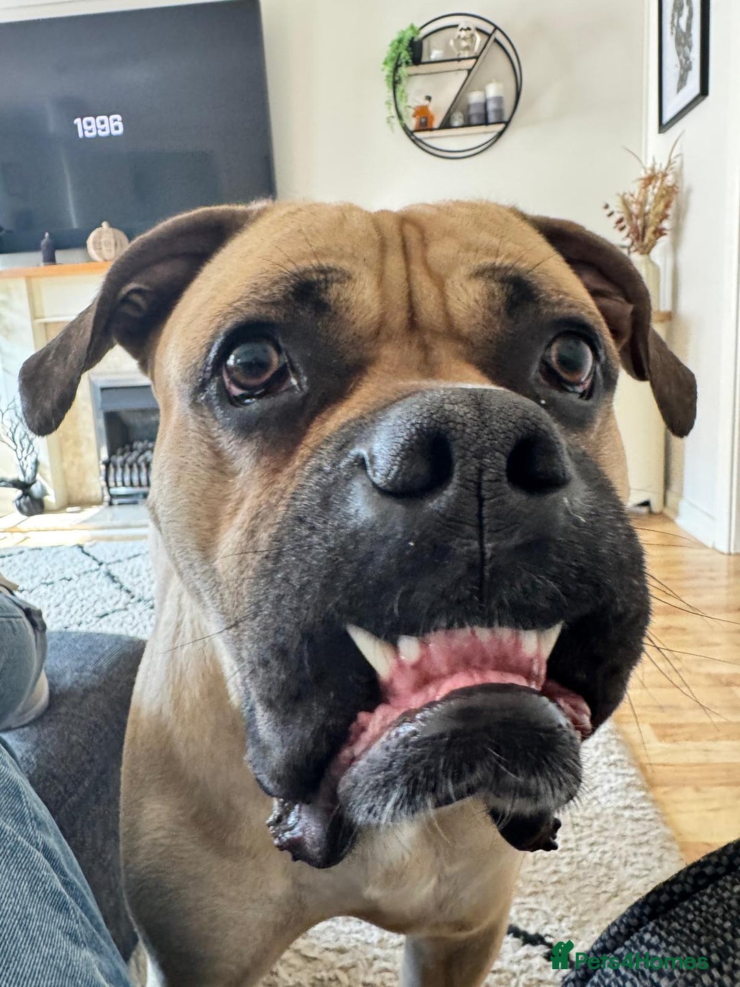 Mixed Breed dogs for sale: Meet Hooper – Your Loyal, Loving Companion Awaits! - Image 5