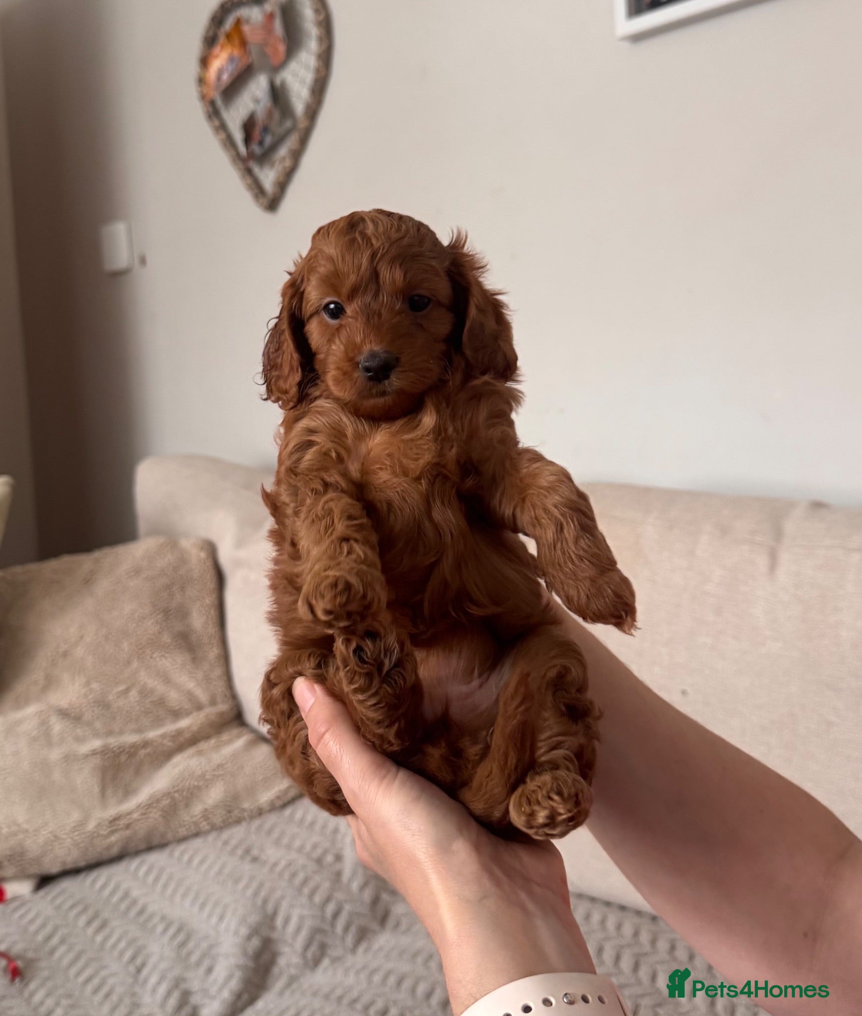 Cavapoo dogs TEDDY BEAR Cavapoo puppies - stunning litter  - Advert 2
