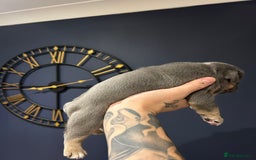 Mixed Breed dogs for sale: English bulldogs  - Advert 8