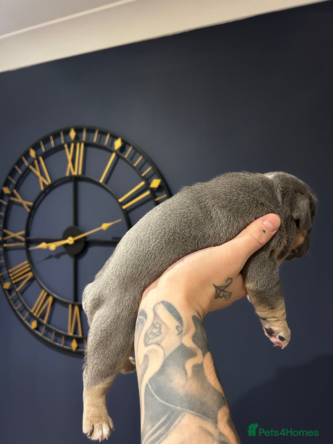 Mixed Breed dogs for sale: English bulldogs  - Advert 8