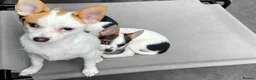 Mixed Breed dogs for sale: 3 Small Mixed breed puppies  in Manchester - Advert 22