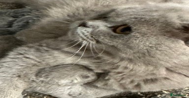 British Shorthair cats - Advert 12