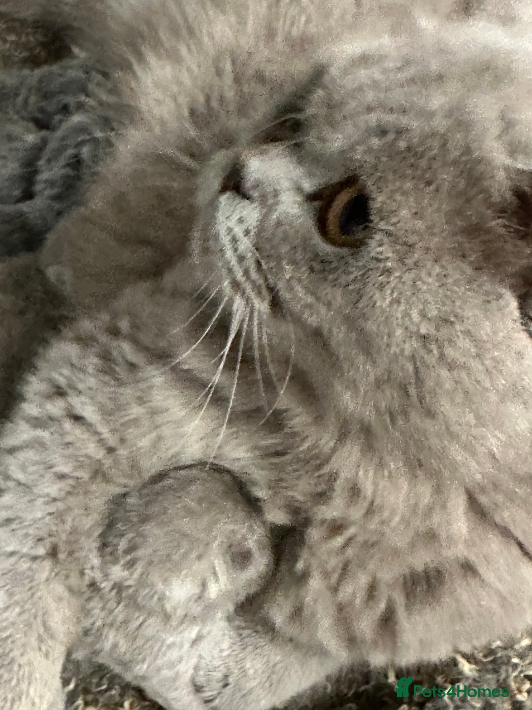 British Shorthair cats for sale: Blue female kitten  - Image 6