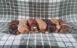 Cockapoo dogs for sale: Miniature Cockapoos  - Image 11
