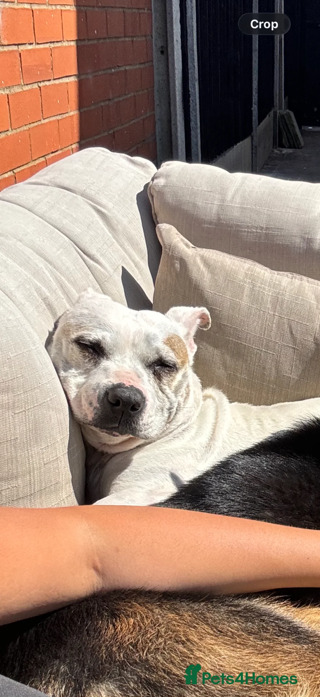 Staffordshire Bull Terrier dogs for sale: REHOME- staffy - Advert 1