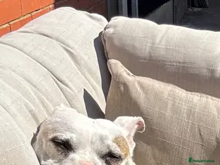 Staffordshire Bull Terrier dogs REHOME- staffy - Advert 1