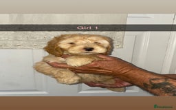 Cockapoo dogs for sale: cockapoo pups - Image 7