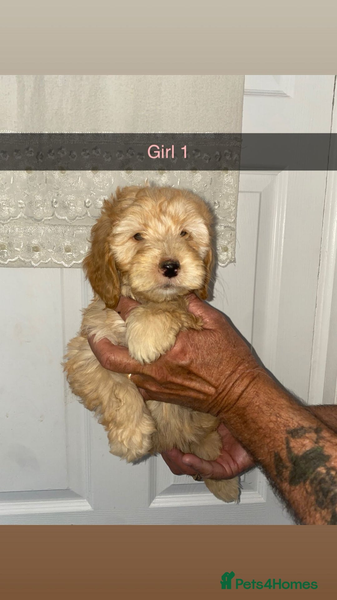 Cockapoo dogs for sale: cockapoo pups - Image 7