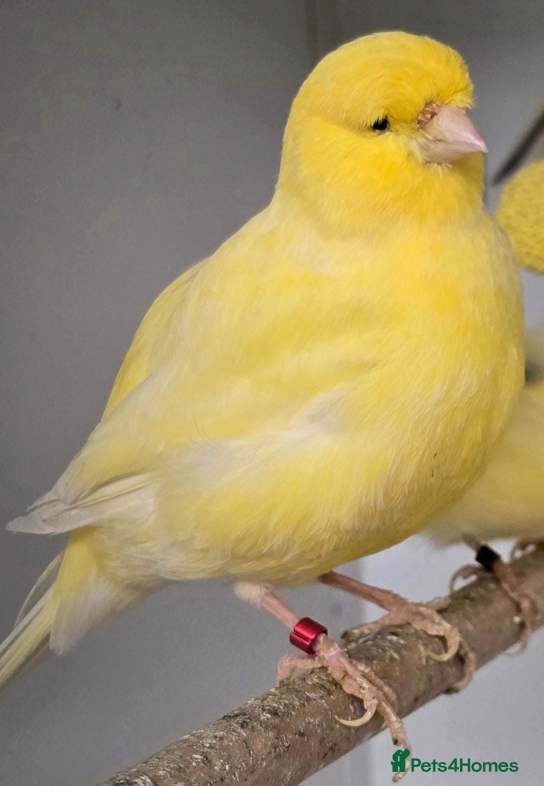 Canaries birds for sale: Gorgeous cute canaries available now!!! - Advert 5