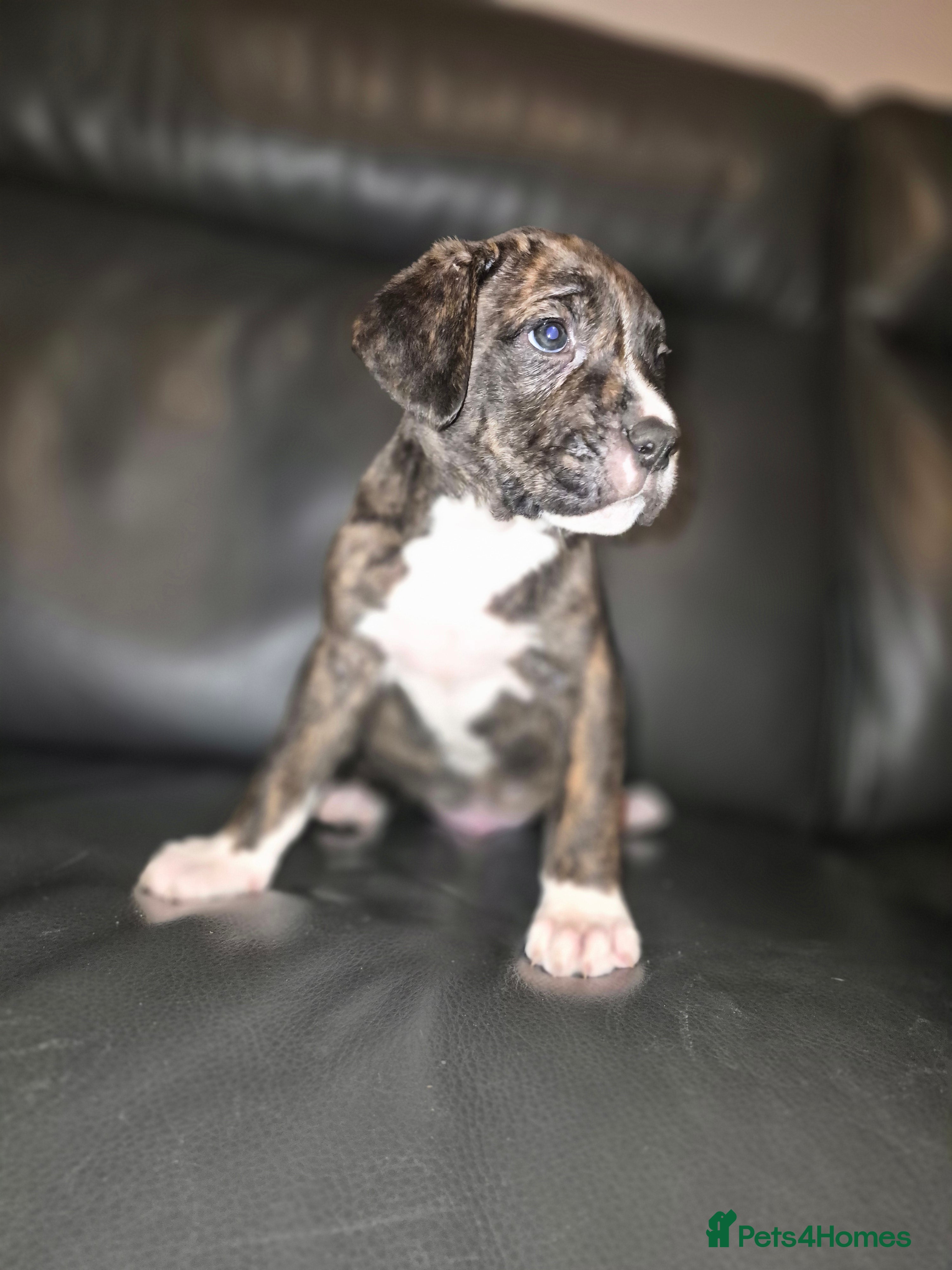 Cane Corso dogs Mum (3/4 cane corse) Dad (Full Cane corso)KANO - Advert 2