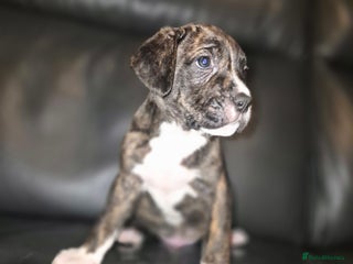 Cane Corso dogs Mum (3/4 cane corse) Dad (Full Cane corso)KANO - Advert 1