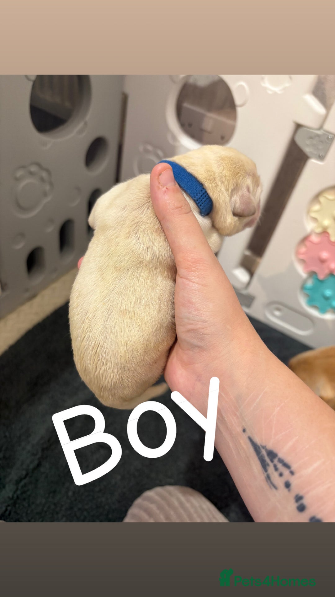 Labrador Retriever dogs for sale: Labrador Retriever Puppies for Sale 🐾 - Advert 10