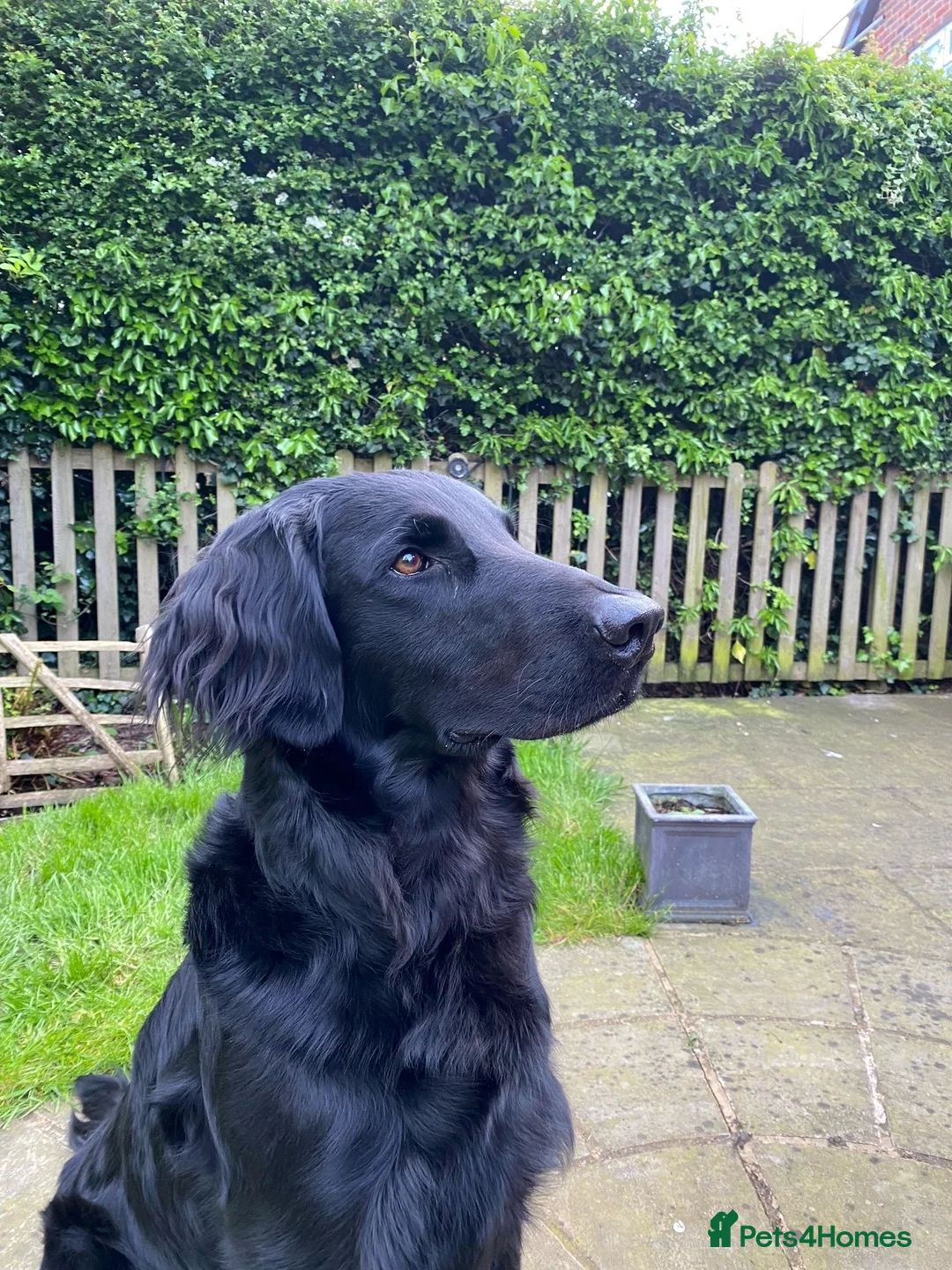 Flat coated Retriever dogs for stud: Flatcoat available for Stud - Advert 3