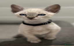 Siamese cats for sale: GCCF Registered Traditional Siamese Kittens.  - Image 35