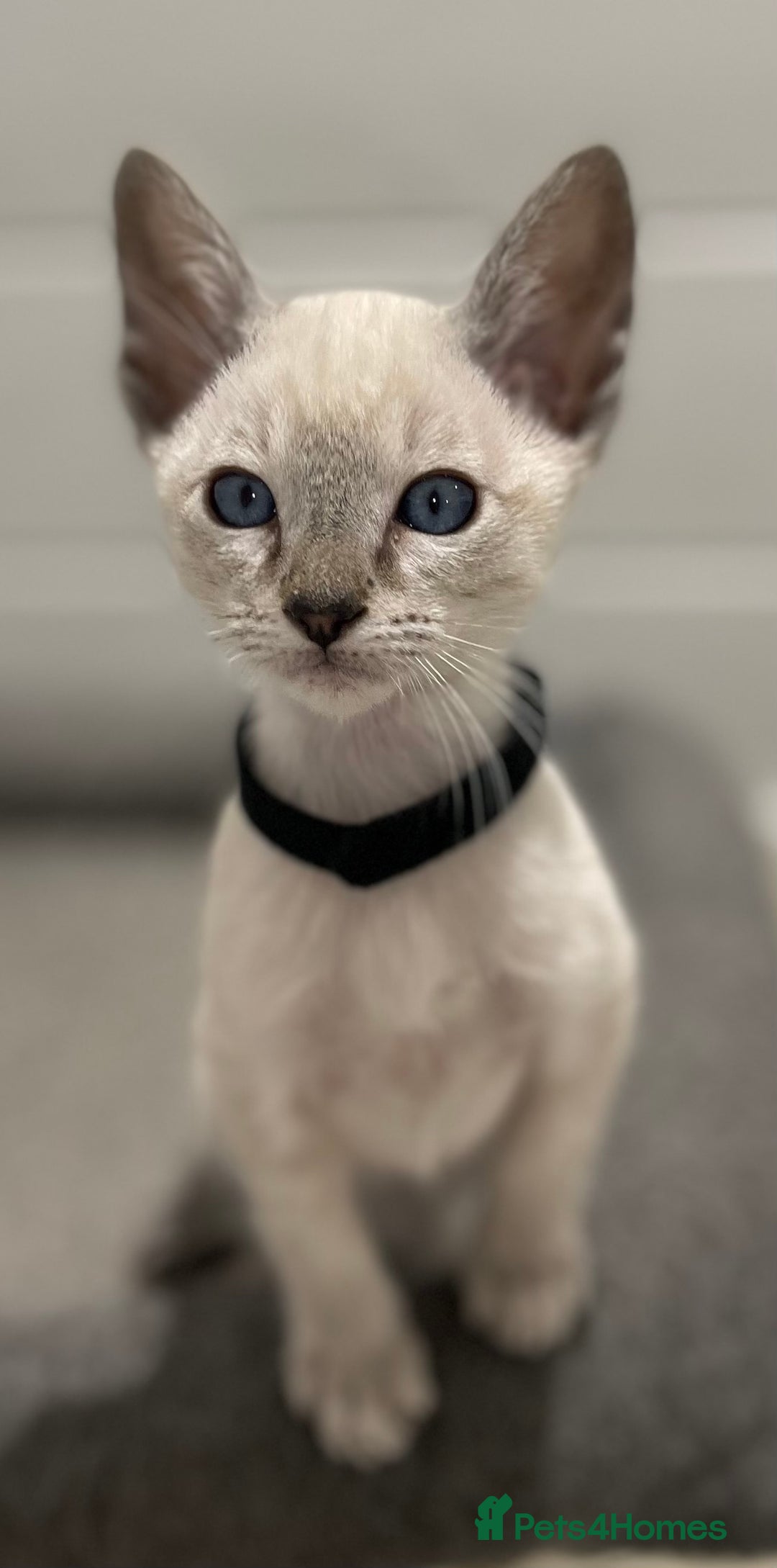 Siamese cats for sale: GCCF Registered Traditional Siamese Kittens.  - Image 35