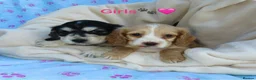Cocker Spaniel dogs for sale: Beautiful Cocker Spaniel Puppies 🐾🐶🏡 - Advert 4