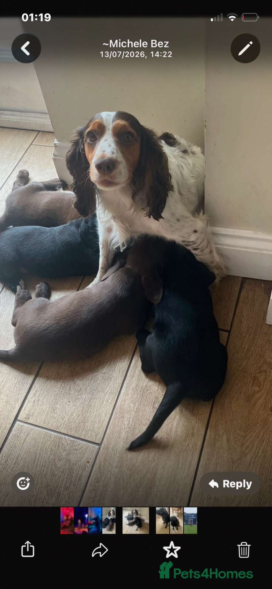 Mixed Breed dogs Stunning Working Cocker/Springador  - Advert 2