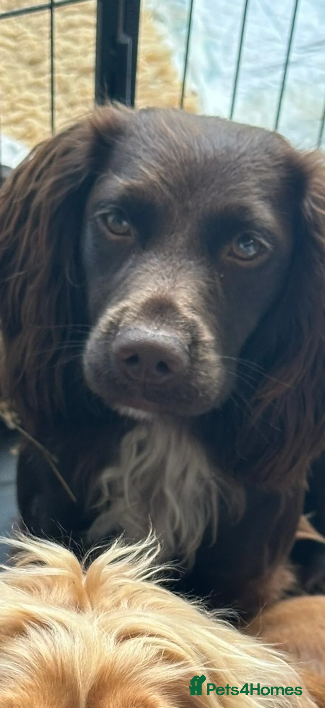 Cocker Spaniel dogs for sale: Cocker spaniels for sale  - Advert 8