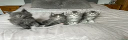 Maine Coon cats for sale: GCCF Blue and Silver Registered Maine Coon Kittens - Advert 8