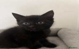 Mixed Breed cats for sale: Healthy, loved, well behaved and clean kittens - Image 6