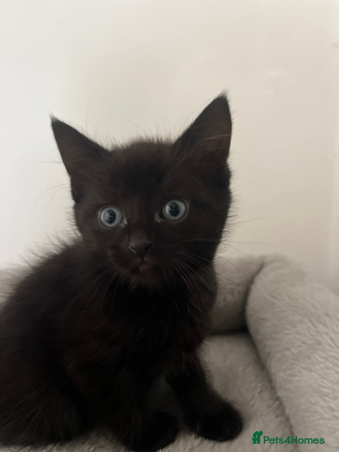 Mixed Breed cats for sale: Healthy, loved, well behaved and clean kittens - Image 6