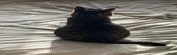 Domestic Shorthair cats for sale: Inigo and Daisy - Advert 17