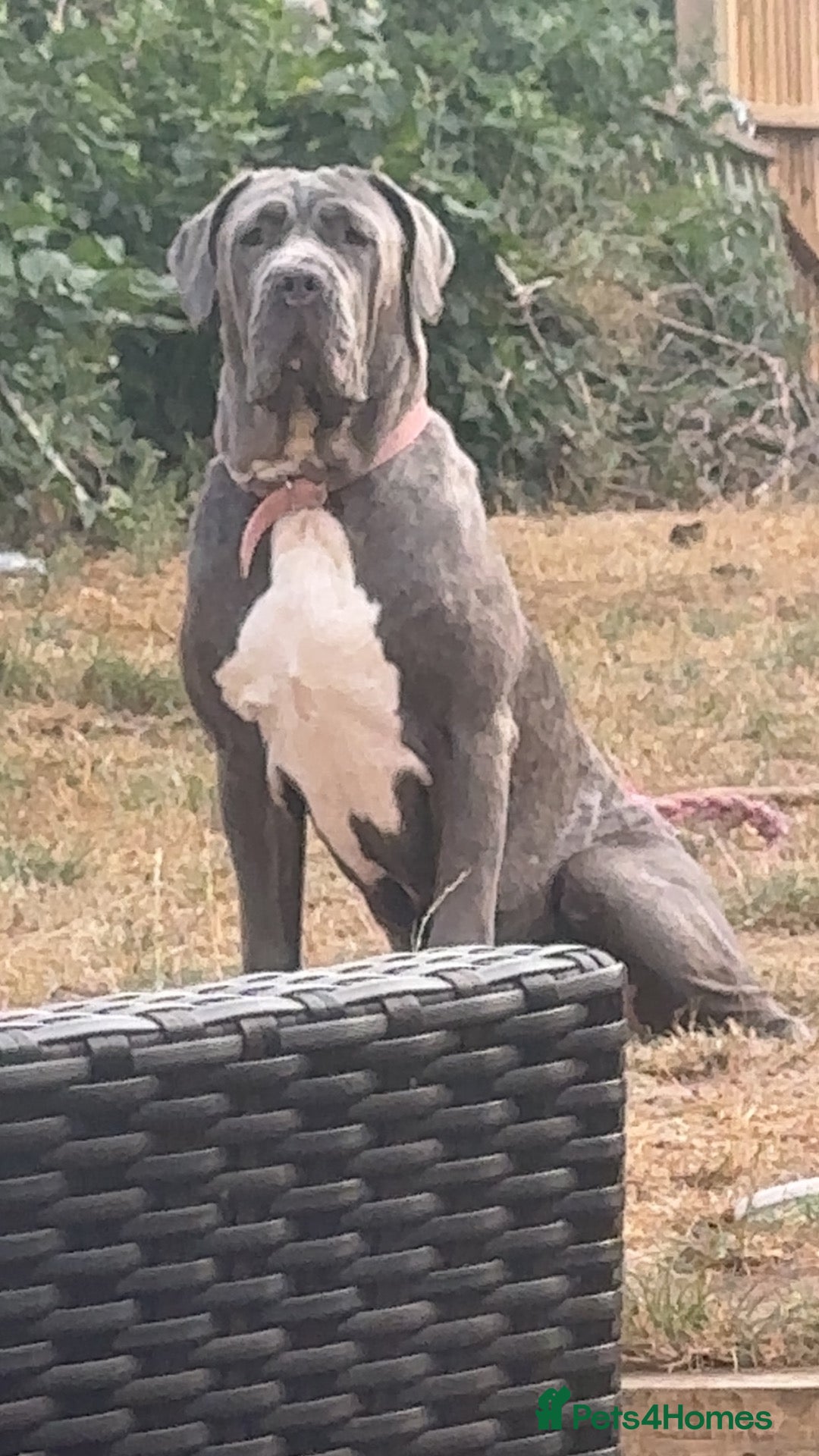 Neapolitan Mastiff dogs Bella - Advert 5