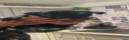 Staffordshire Bull Terrier dogs for sale: Beautiful Staffordshire Puppies  2 Boys & 2 Girls  in Southampton - Advert 3
