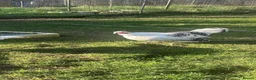 Turkeys poultry for sale: Crowitizer turky hen for sale - Advert 4